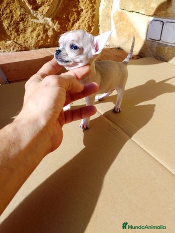 Chihuahua perros en Alicante - Anuncio 6