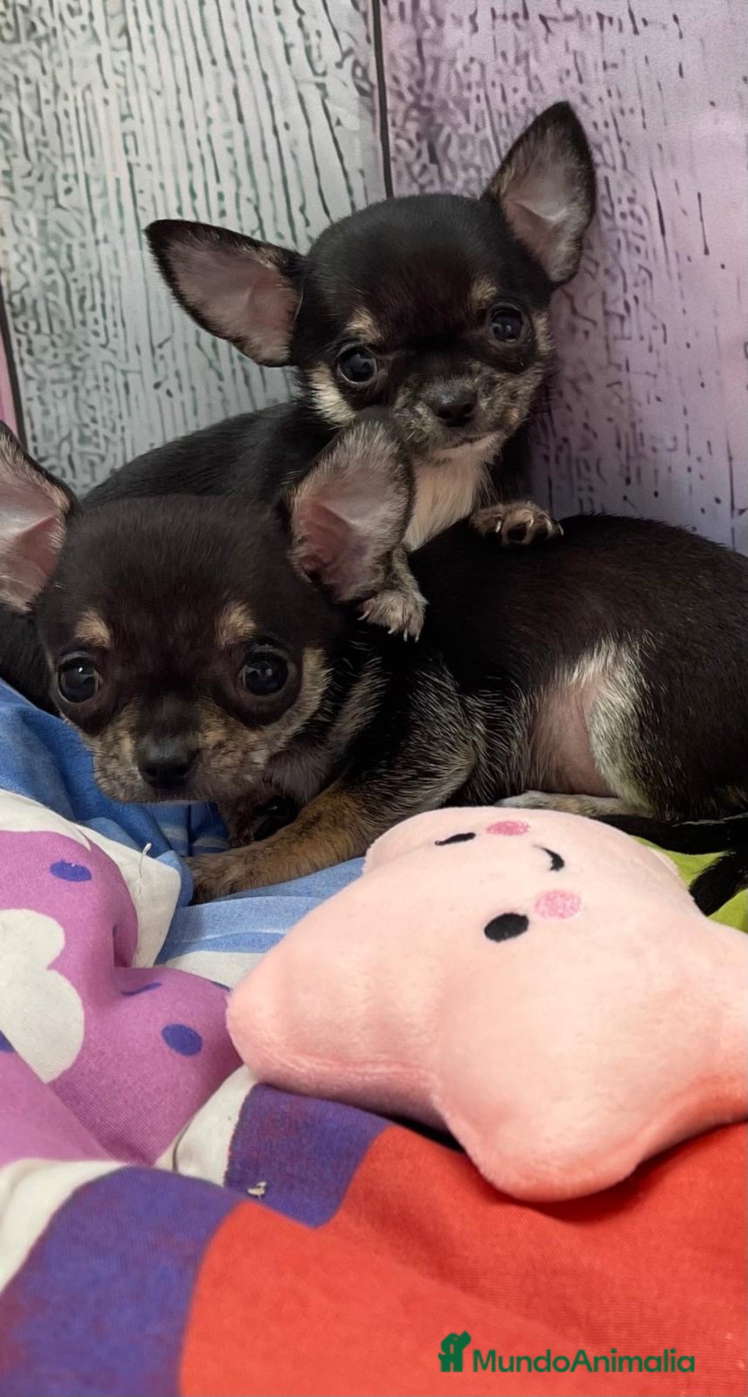 Chihuahua perros en venta: Chihuahua Mini Toy listo para entregar!! - Anuncio 1