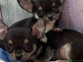 Chihuahua perros Chihuahua Mini Toy listo para entregar!! - Anuncio 2