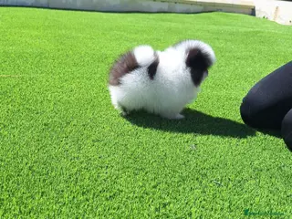 Pomerania perros Pomerania - Anuncio 4