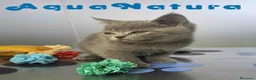 Británico de Pelo Corto Azul gatos en venta: British Hembra de Marlon y Skay 6330 AQUANATURA - Anuncio 7
