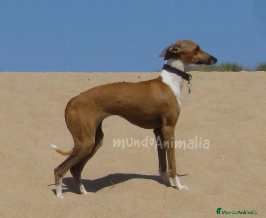 Imagen de galería {{count}}