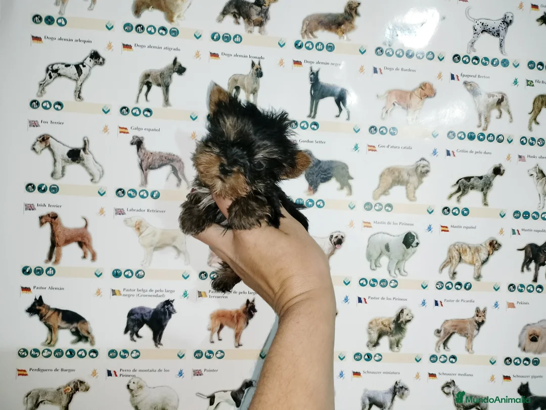 Yorkshire Terrier perros en venta: Yorkshire miniatura en Badajoz - Anuncio 3