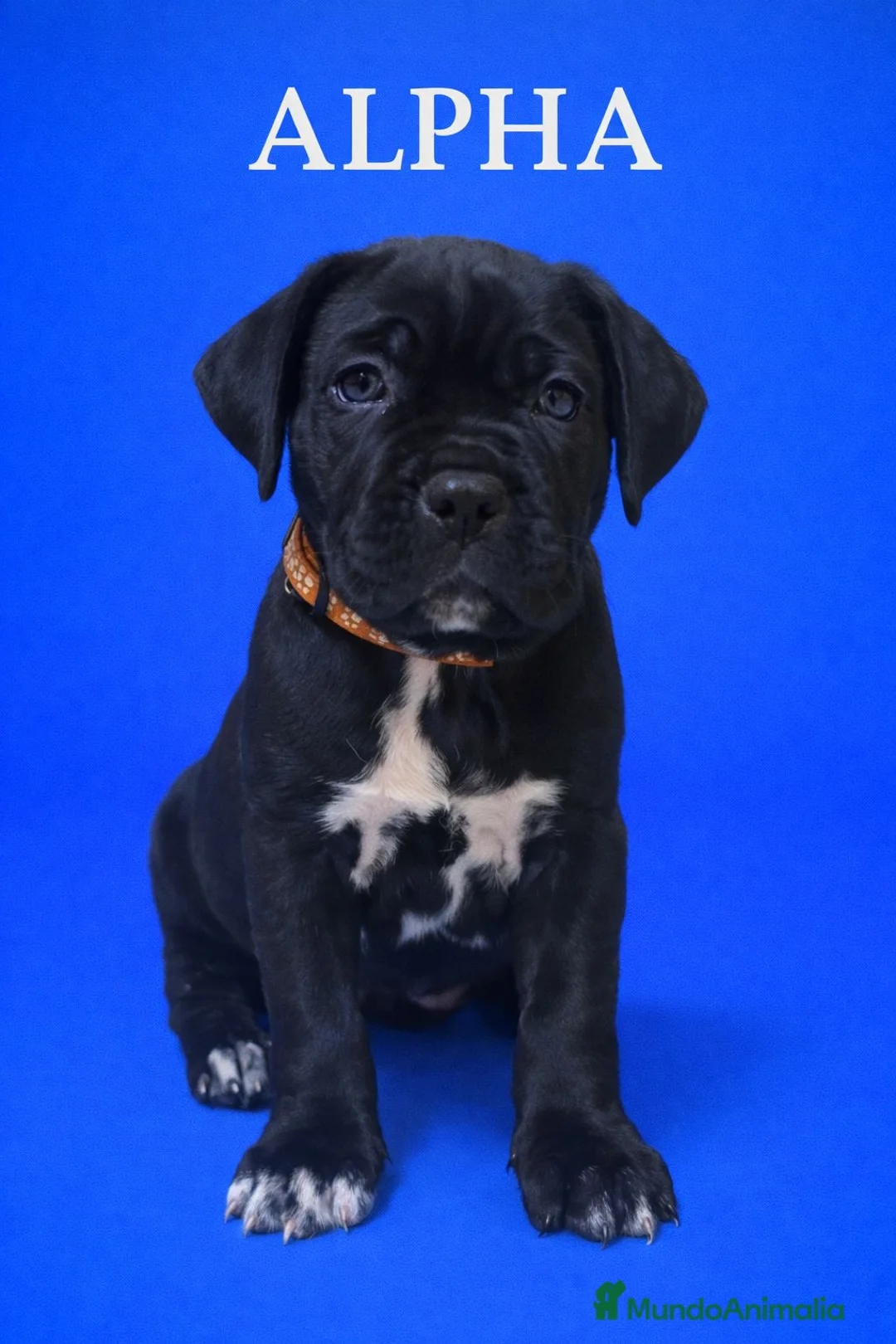 Cane Corso perros en venta: Cane corso  - Anuncio 4