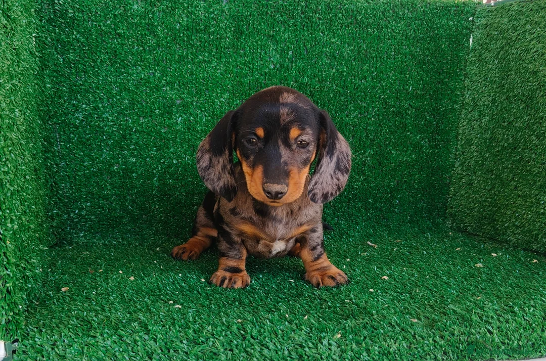 Teckel Miniatura perros en venta: Teckel miniatura  - Anuncio 2