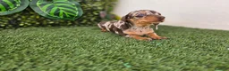 Teckel Miniatura perros en venta: TECKEL MINI & KANNINCHEN ARLEQUIN - Anuncio 5