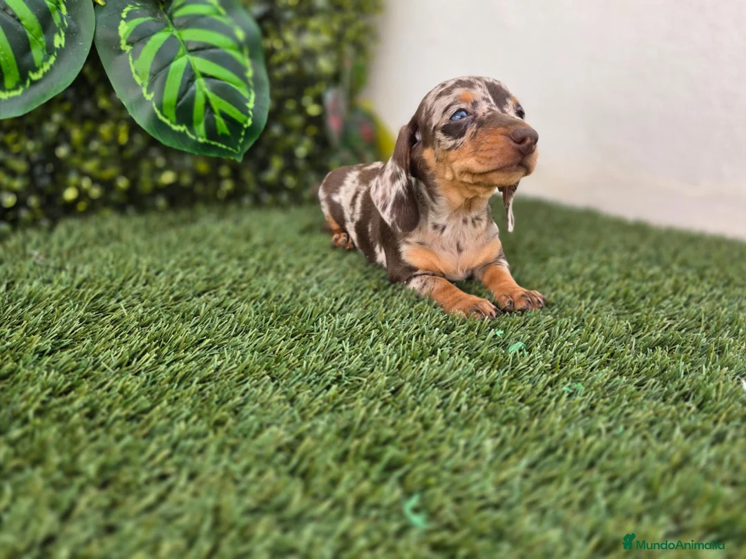 Teckel Miniatura perros en venta: TECKEL MINI & KANNINCHEN ARLEQUIN - Anuncio 5
