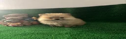 Pomerania perros en venta: Lulú de Pomerania - Anuncio 5