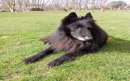 Pastor Belga Groenendael perros en venta: Camada de Pastor Belga Groenendael - Imagen 4