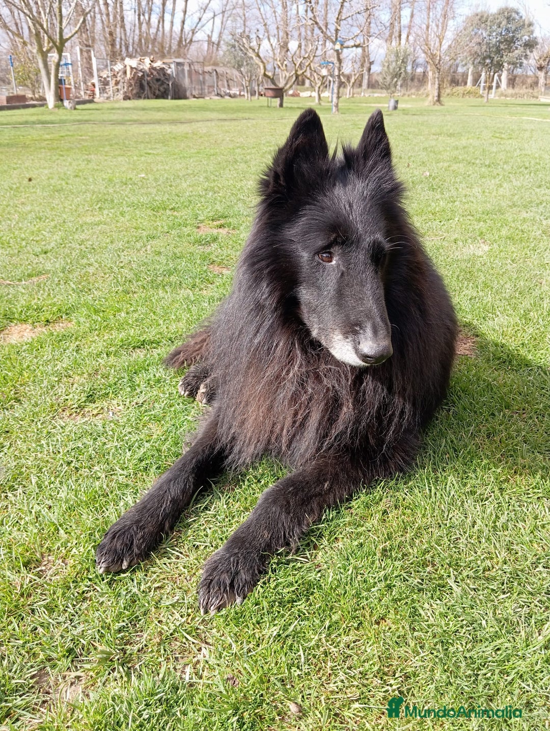 Pastor Belga Groenendael perros en venta: Camada de Pastor Belga Groenendael - Imagen 4