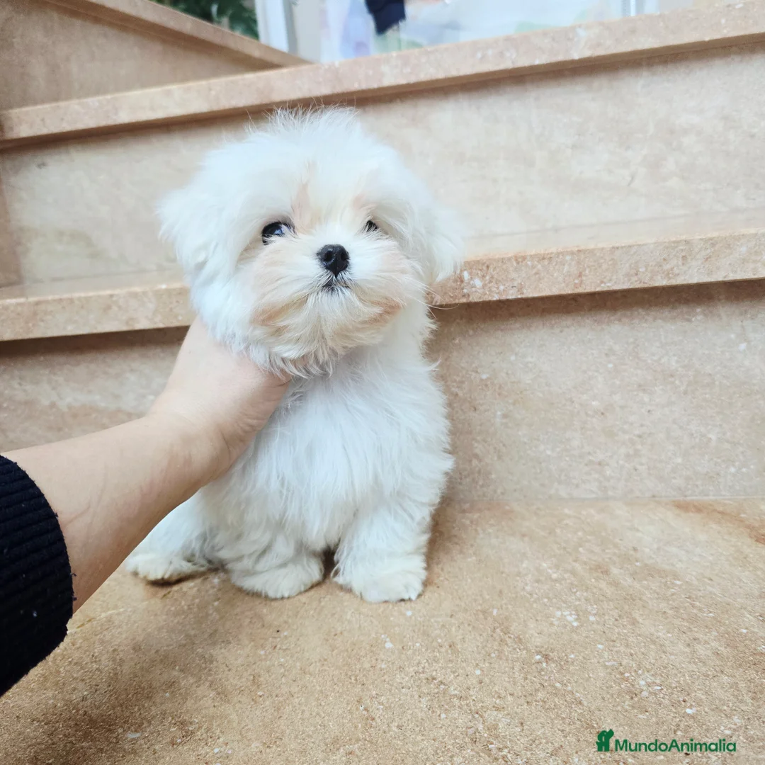 Bichón Maltés perros en venta: Cachorro de Bichón Maltés coreano  en Barcelona - Anuncio 6