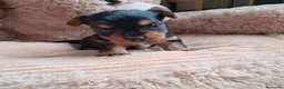 Yorkshire Terrier perros en venta: Bebés Yorkshire Mini  - Anuncio 1