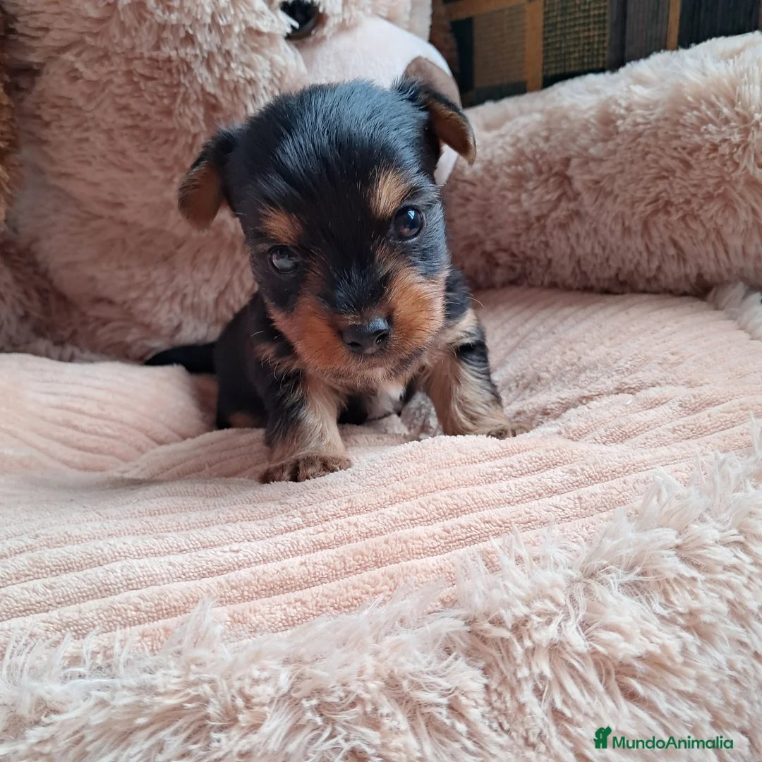 Yorkshire Terrier perros en venta: Bebés Yorkshire Mini  - Anuncio 1