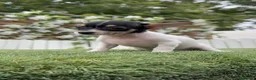 Chihuahua perros en venta: CHIHUAHUA HEMBRA - Anuncio 3