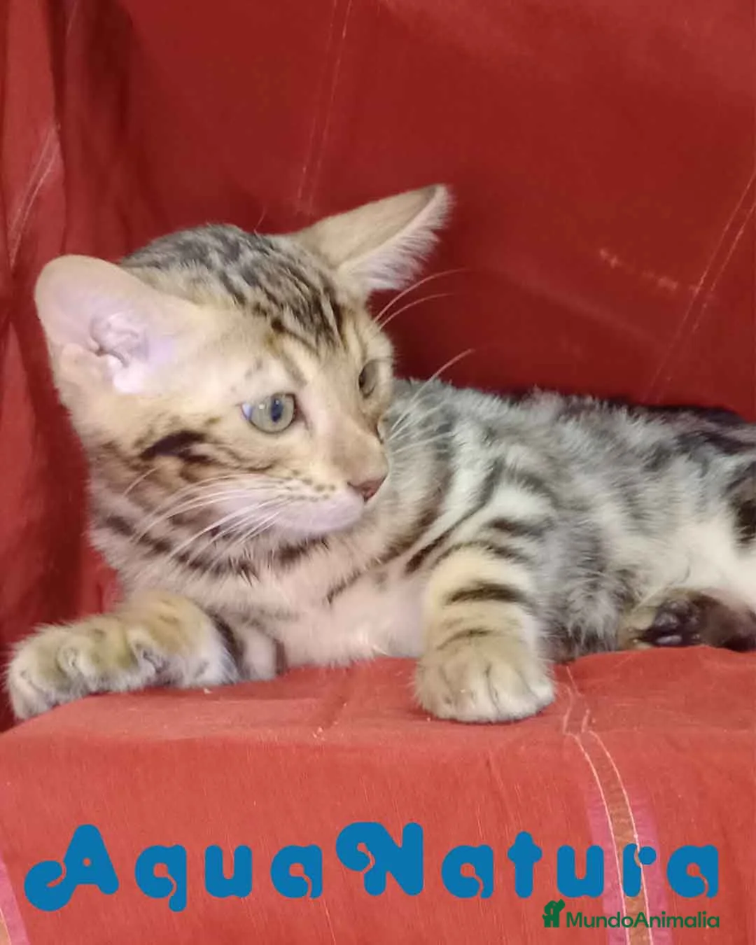Bengalí gatos en venta: Bengali Hembra 6262 - AQUANATURA en Barcelona - Anuncio 4