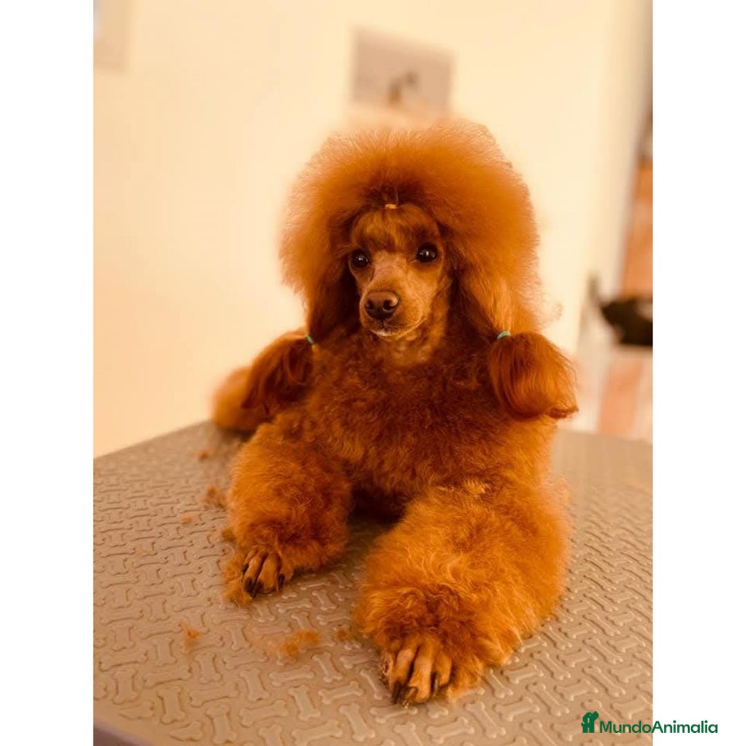 Caniche Toy perros en venta: Caniche macho rojo  - Anuncio 2