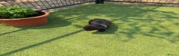 Labrador Retriever perros en venta: LABRADOR - Anuncio 36
