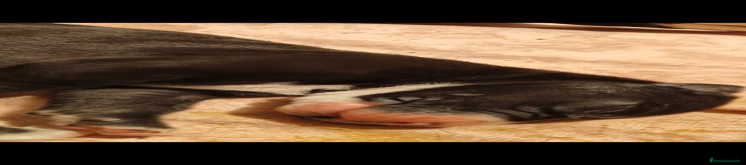 Dogo Alemán Cachorro 1
