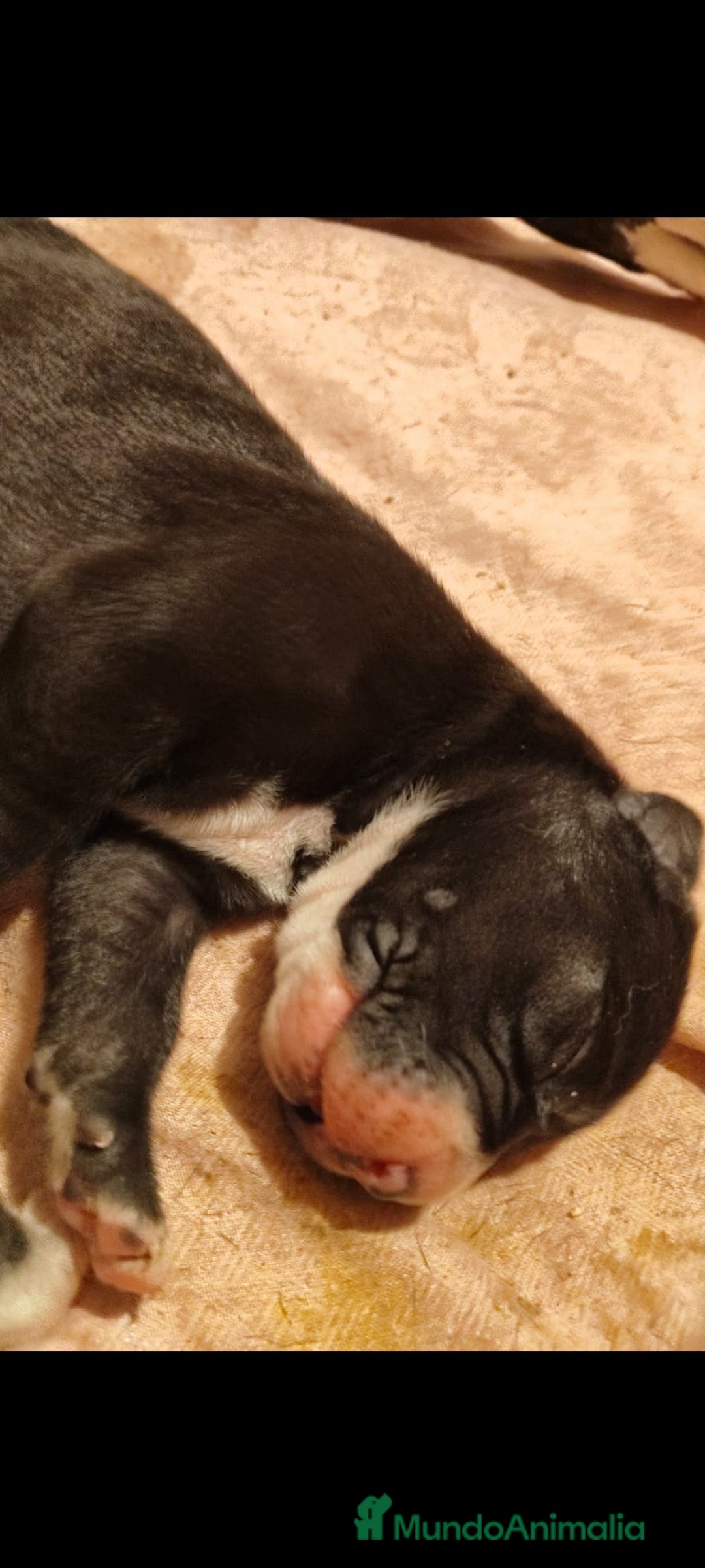 Dogo Alemán perros en venta: Preciosa camada de dogo alemán  - Imagen 4