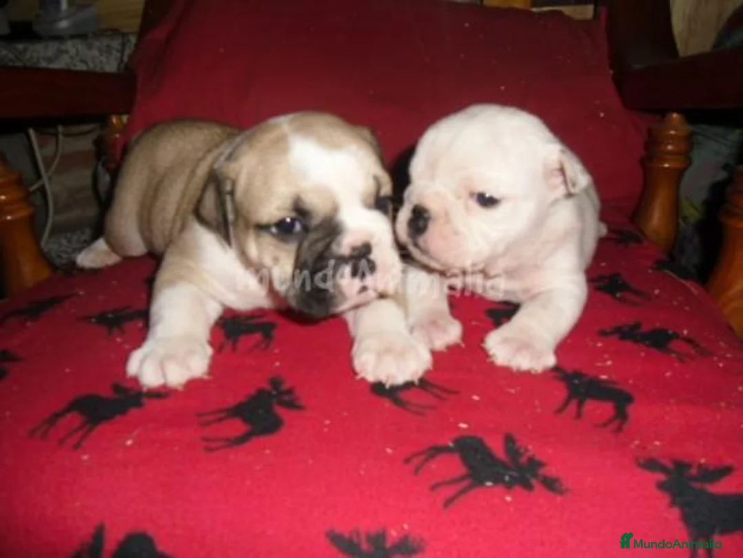 Imagen de galería {{count}}