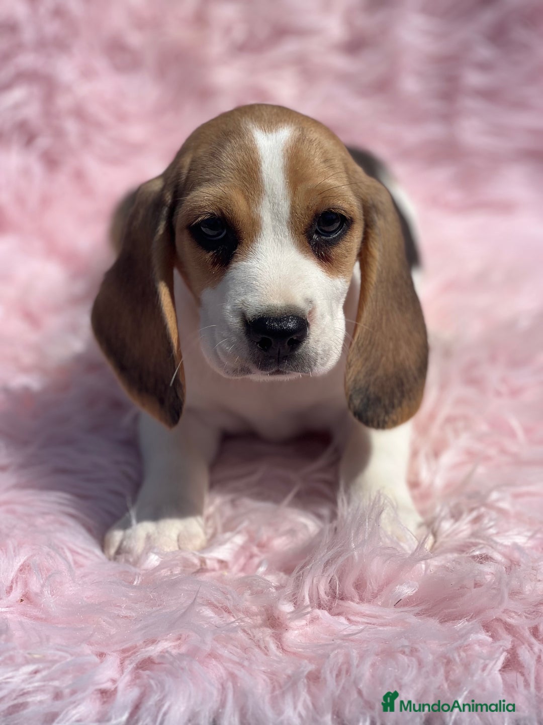 Beagle perros en venta: BEAGLE tricolor hembra  - Imagen 2