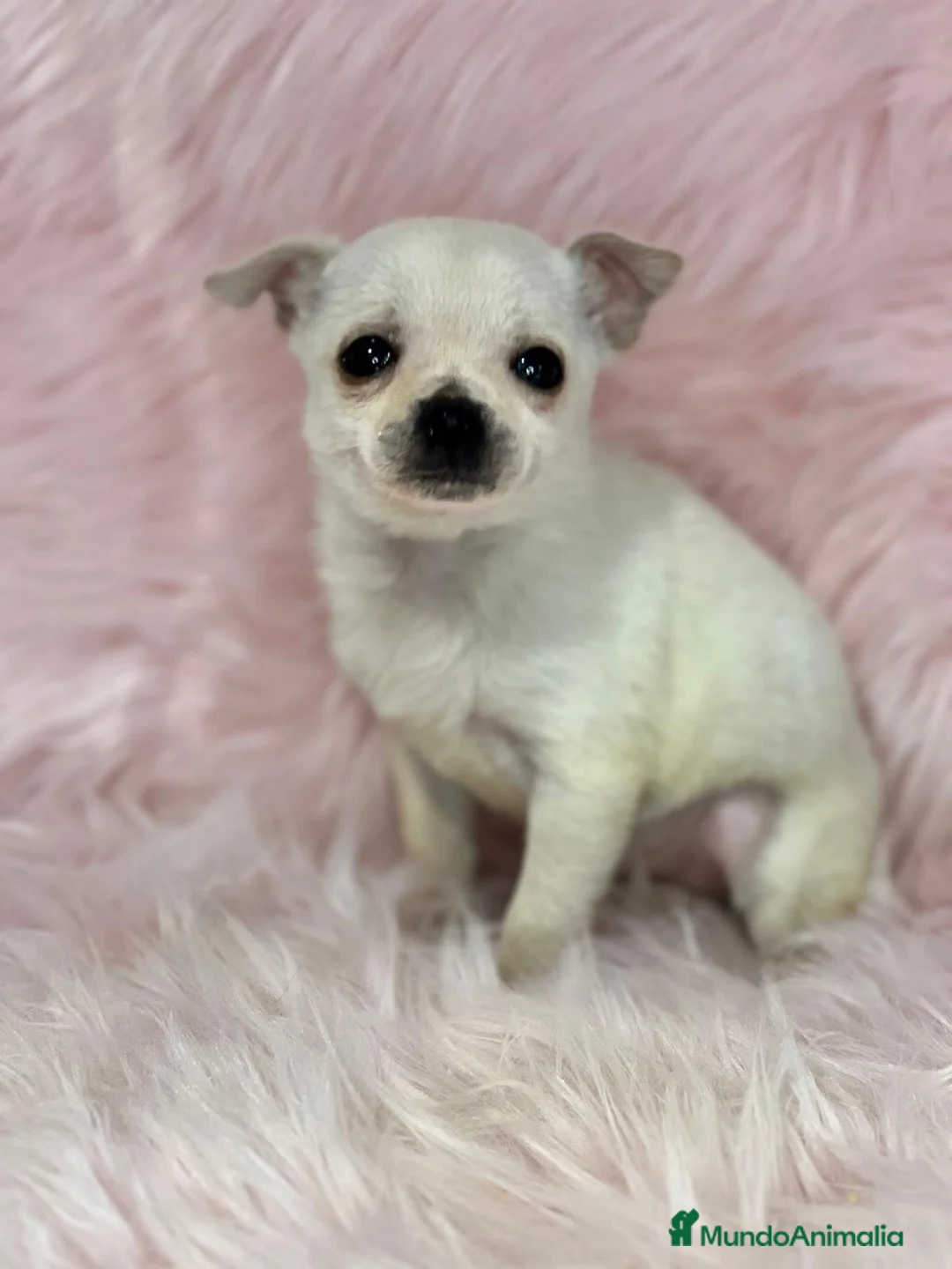 Chihuahua perros en venta: CHIHUAHUA HEMBRA BLANCA en Barcelona - Anuncio 3