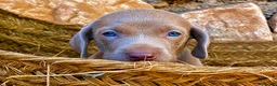 Weimaraner perros en venta: Bracos de Weimar magníficos - Anuncio 3