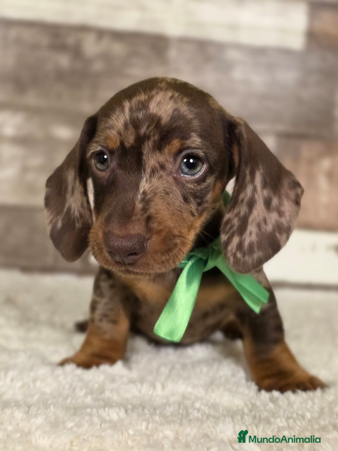 Teckel perros en venta: TECKEL MINIATURA Y KANINCHEN - Imagen 7