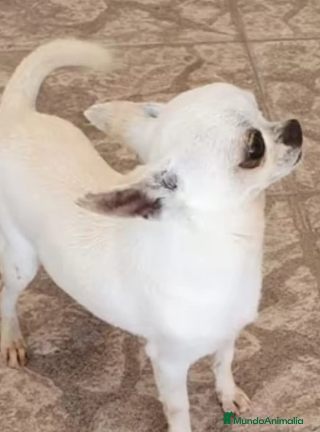 Chihuahua perros en venta: Chihuahua  - Anuncio 2