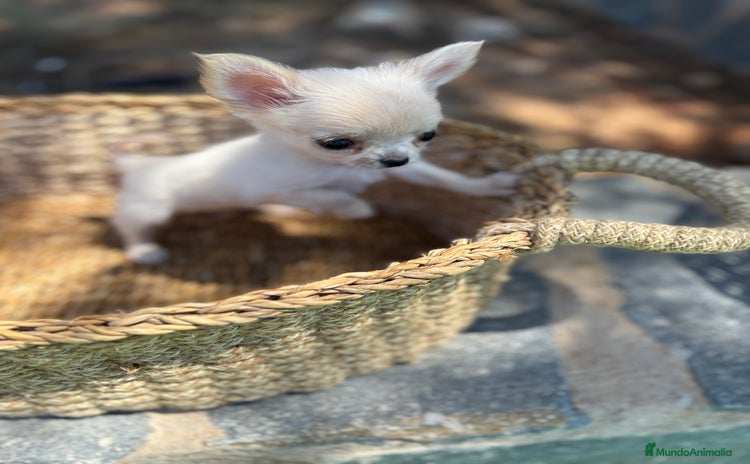 Chihuahua perros - Propaganda 3
