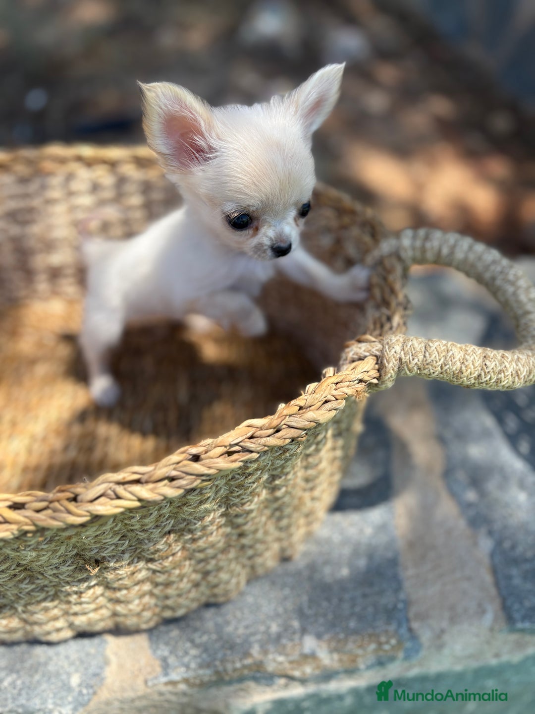 Chihuahua perros en venta: Chihuahua Micro Toy Hembra  - Imagen 1