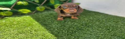 Teckel Miniatura perros en venta: TECKEL MINIATURA - Anuncio 3