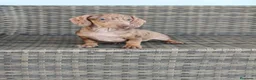 Teckel Miniatura perros en venta: Teckel Mini macho Merle chocolate  - Anuncio 7