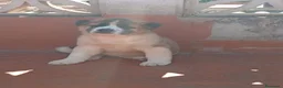 Akita Americano perros en venta: Akita Americano 641387649 - Anuncio 2