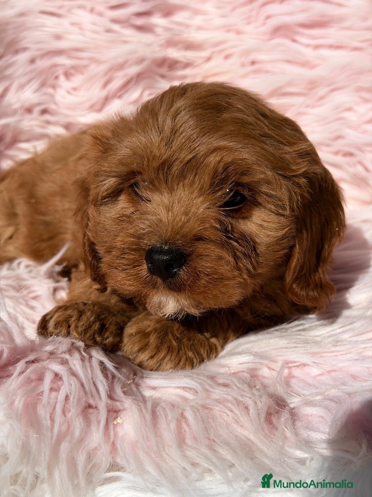 Cavapoo perros en venta: Cavapoo roja - Anuncio 5