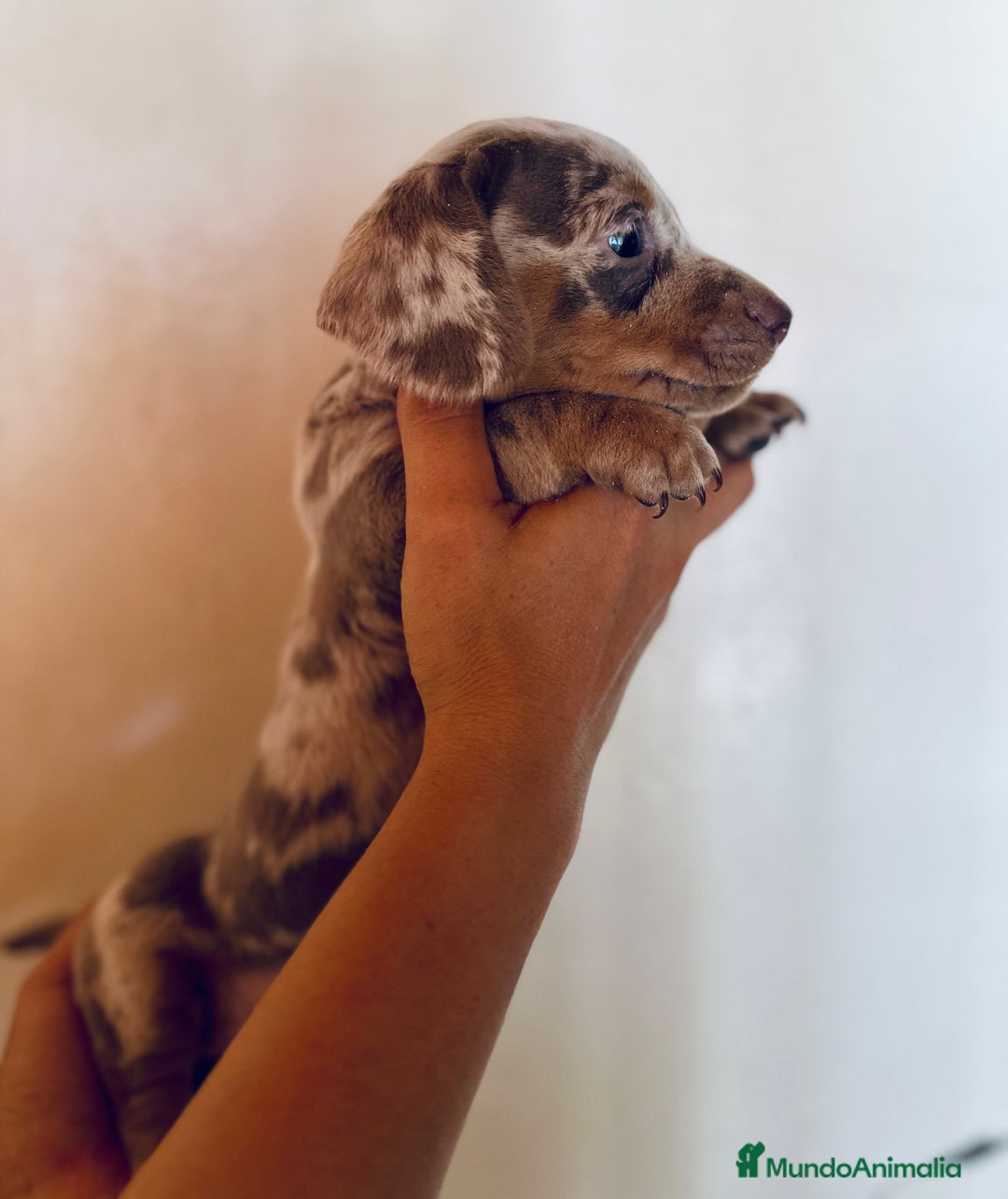 Teckel Miniatura perros en venta: EXCLUSIVO TECKEL MINIATURA OJOS AZULES - Imagen 2
