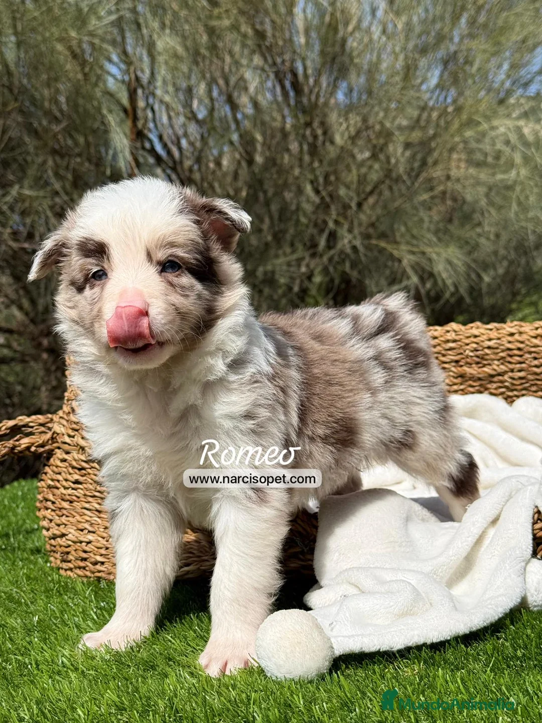 Border Collie perros en venta: BORDER COLLIE RED MERLE MACHO - Anuncio 6