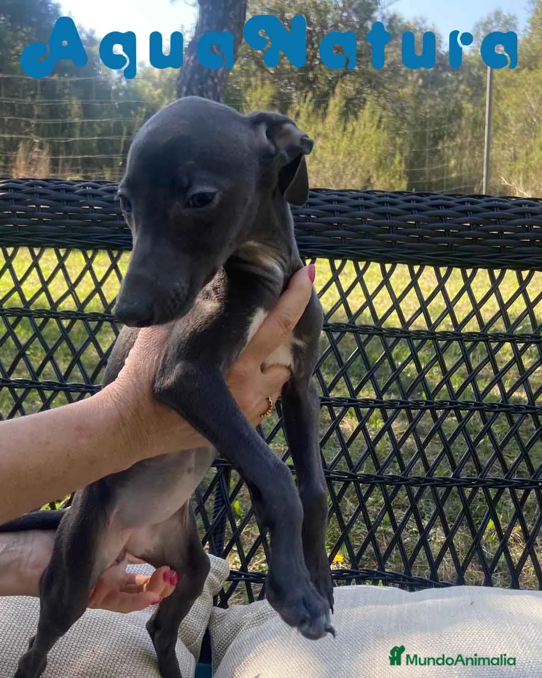 Pequeño Lebrel Italiano perros en venta: Lebrel Italiano Hembra 1979 AQUANATURA - Anuncio 6