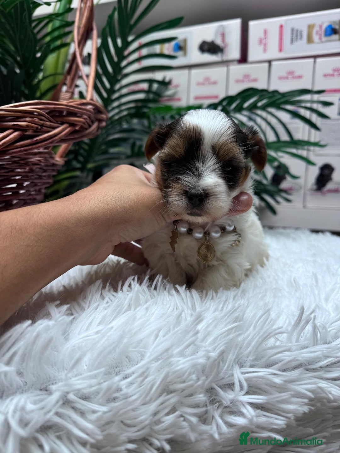 Yorkshire Terrier perros en venta: YORKSHIRE BIEWER HEMBRA - Anuncio 2