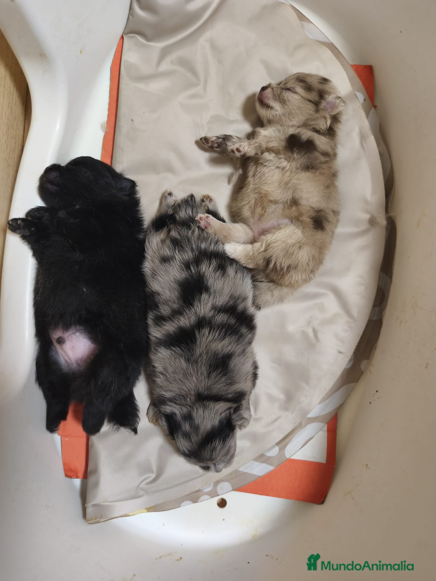 Pomerania perros Cachorros de Lulú de Pomerania  - Anuncio 1