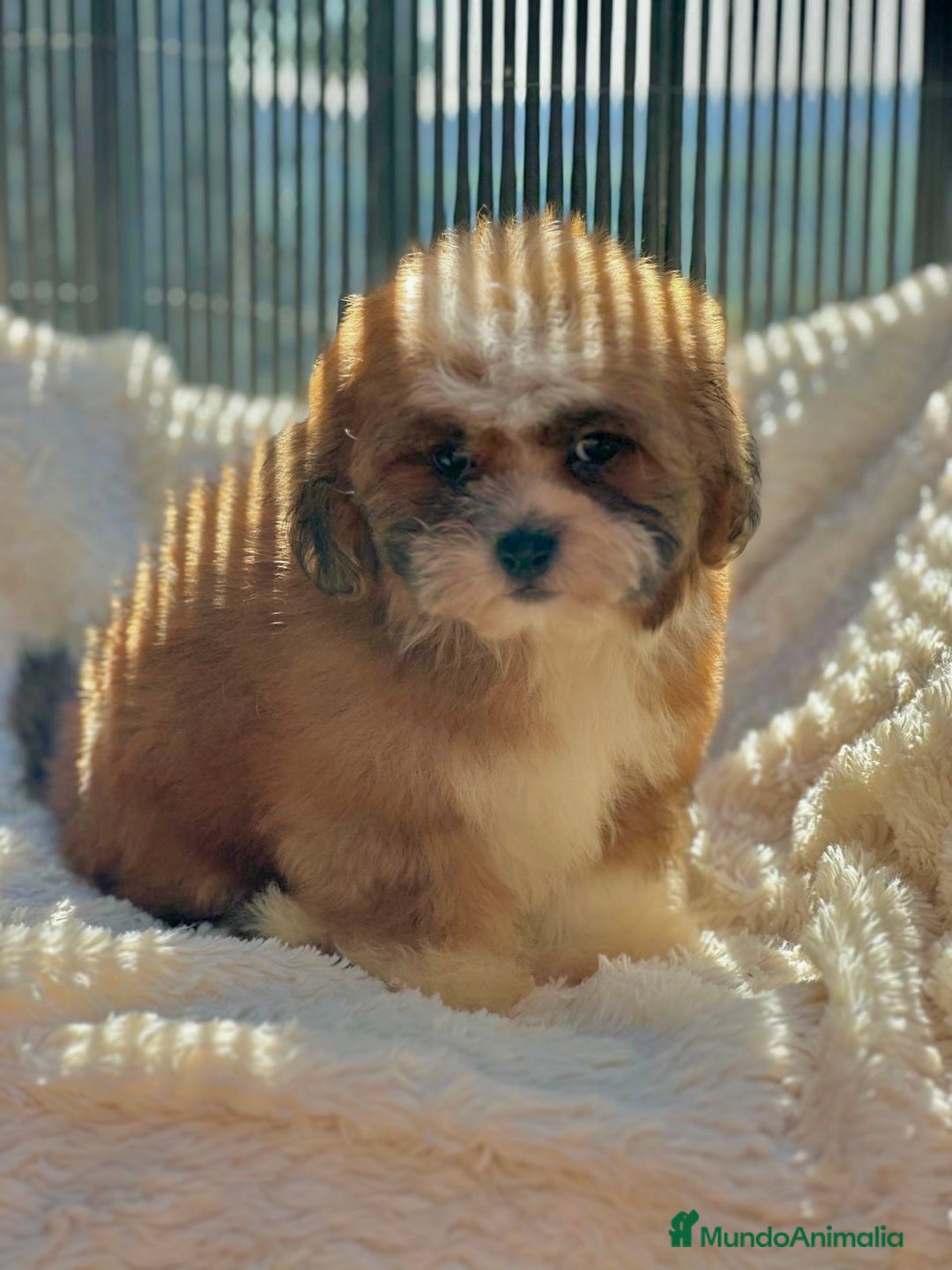 Shihpoo perros en venta: Shihpoo disponible  - Imagen 5