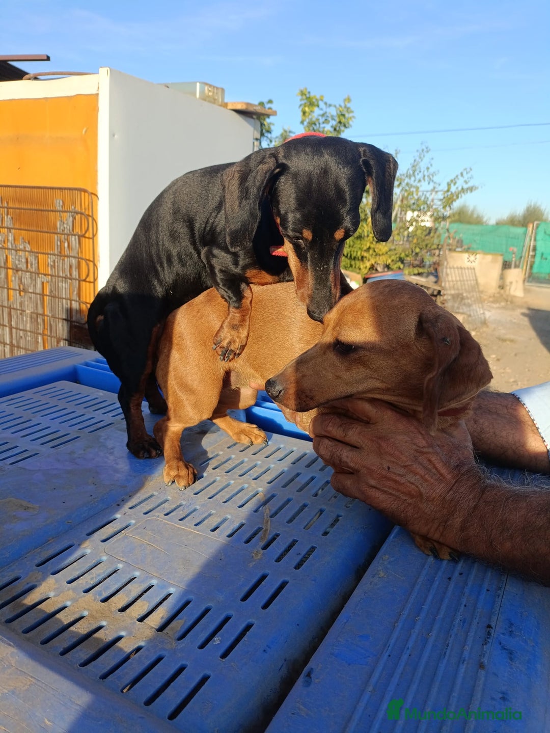 Teckel perros en venta: Teckel kanichen  - Anuncio 11