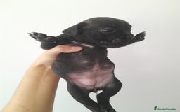 Bulldog Francés perros en venta: Camada de Bulldog Francés - Imagen 1