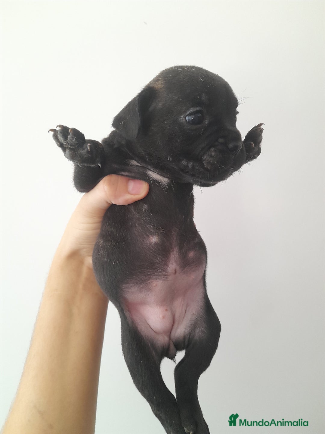 Bulldog Francés perros en venta: Camada de Bulldog Francés - Imagen 1