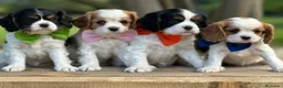 Cavalier King Charles Spaniel perros en venta: CAVALIER EN CATALUÑA  - Anuncio 2