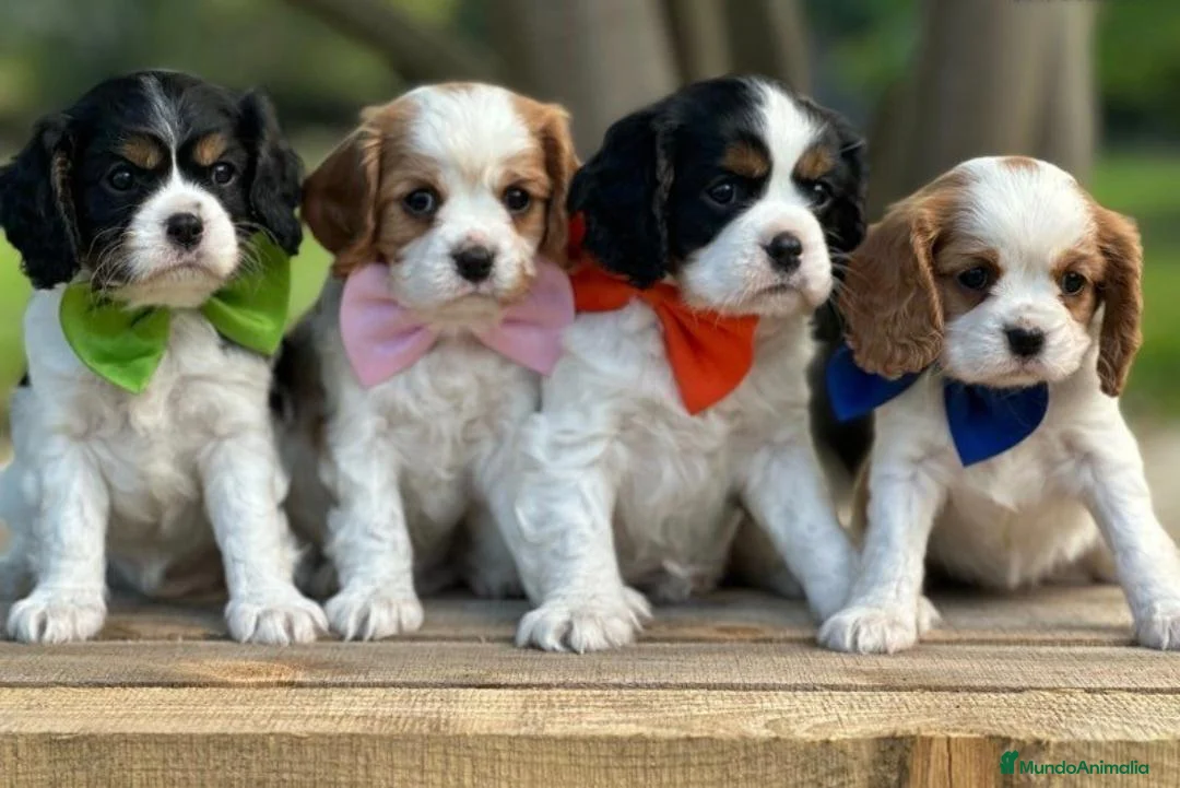 Cavalier King Charles Spaniel perros en venta: CAVALIER EN CATALUÑA  - Anuncio 2