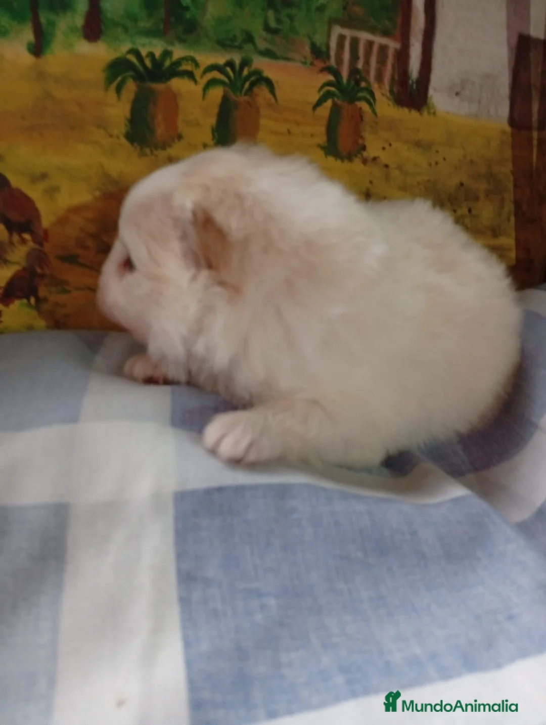 Pomerania perros en venta: Pomerania macho  - Anuncio 4