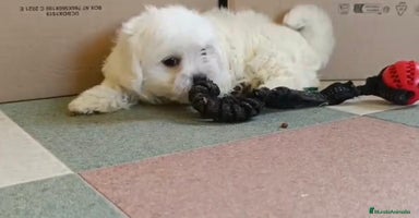Bichón Maltés perros - Anuncio 10