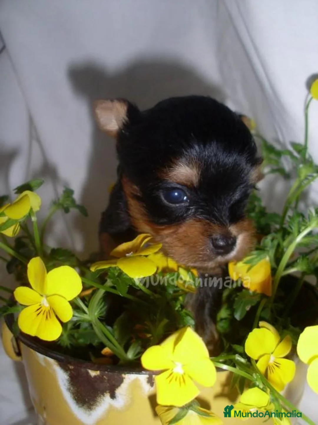 Imagen de galería {{count}}