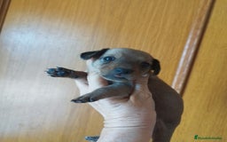 Teckel perros en venta: TECKEL PURA RAZA  - Imagen 5